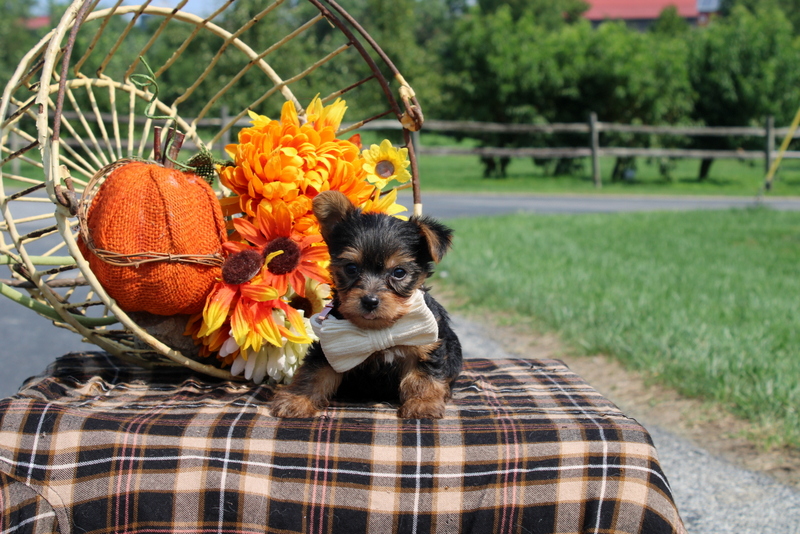 puppy, for, sale, Pomeranian, Matthew B. Stoltzfus, dog, breeder, Gap, PA, dog-breeder, puppy-for-sale, forsale, nearby, find, puppyfind, locator, puppylocator, aca